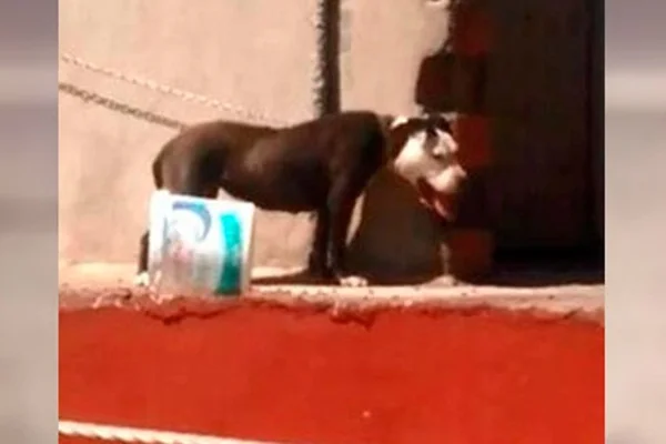 Sıcaktan ölen köpeğin sahibine 7 bin 802 TL para cezası