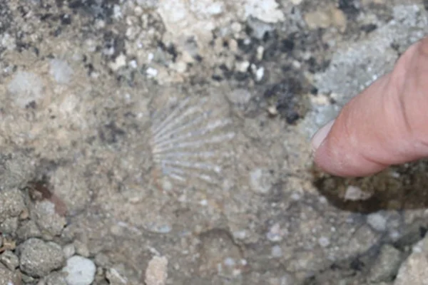 Sivas'ta deniz olduğu ortaya çıktı