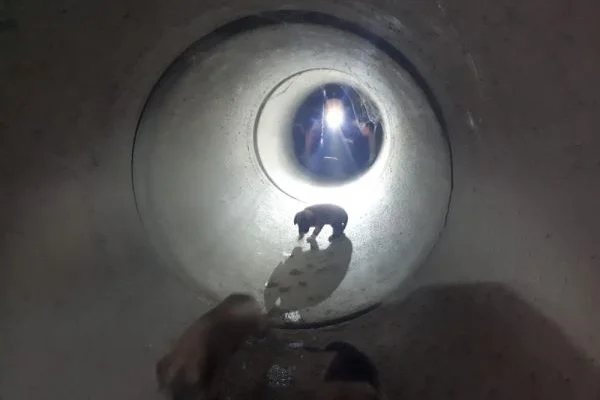 Adana'da mahsur kalan köpekler kurtarıldı