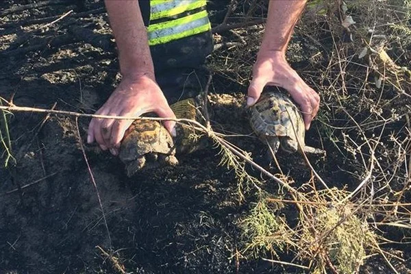 Alevlerin arasında kalan kaplumbağaları ekipler kurtardı