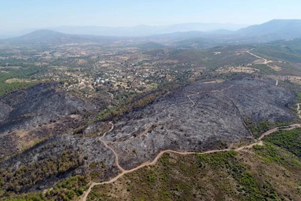 Bodrum'da yanan zeytinlik havadan görüntülendi