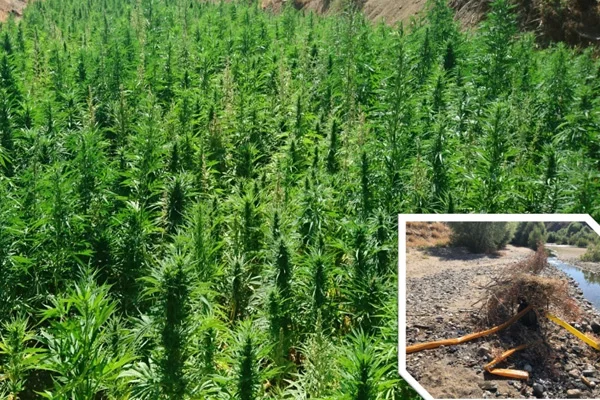 Diyarbakır'da bu yıl yaklaşık 15 milyon kök Hint keneviri ele geçirildi