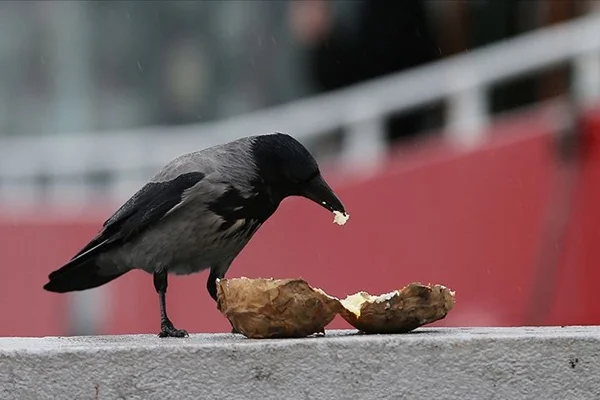 Fast food, kargaların da kolesterolünü artırdı