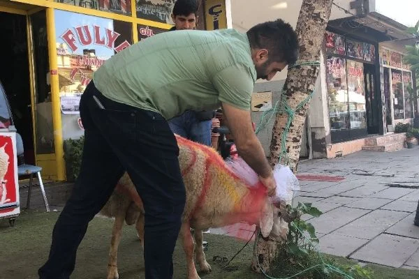 Kars'ta gelin adayına 'süslü koç gönderme geleneği' sürüyor