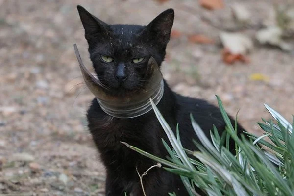 Kurtarılmaya çalışılan kedi yakalandı