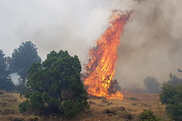Muğla'da orman yangını