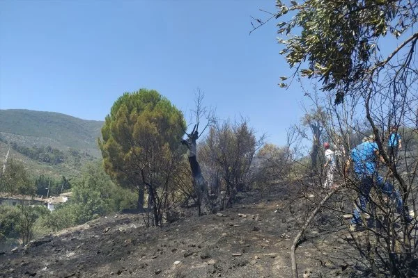 Muğla'da zeytinlik yangını makilik alana sıçradı