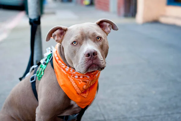 Pitbull besleyene 7 bin 802 lira ceza