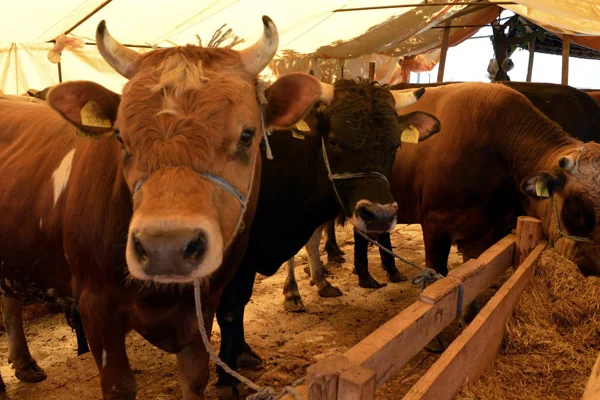 Sağlık Bakanlığından 'kurban kesim' uyarıları