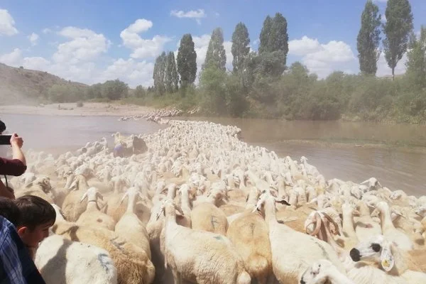 Sivas'ta geleneksel dereden koyun geçirme töreni yapıldı
