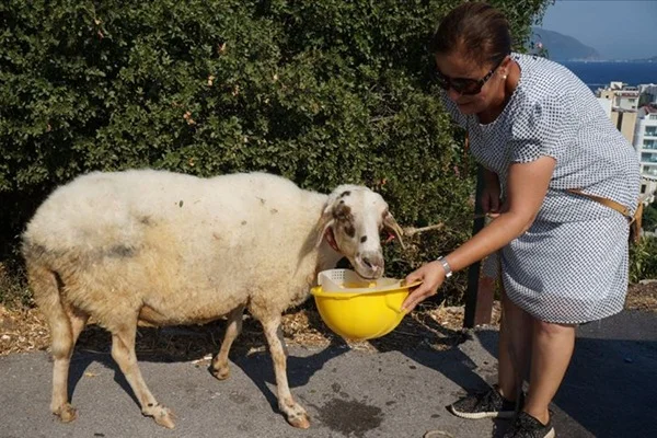 Temizlik işçileri çöp toplarken koyun buldu