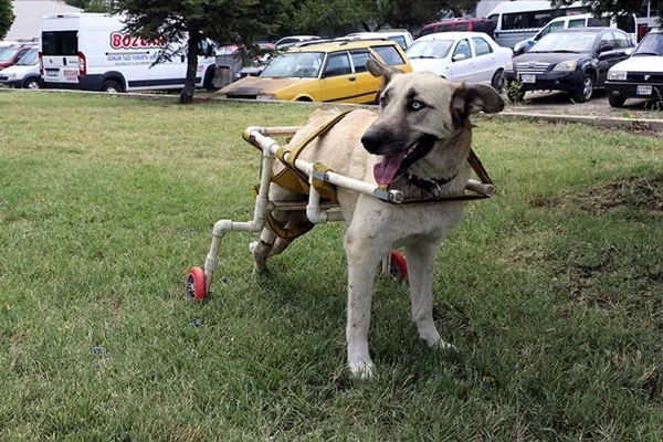Yürüyemeyen köpeğe yürüteç yaptı