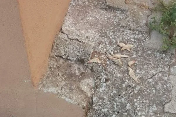 Zehirli tavuk etiyle kedi köpek katliamı: 40'a yakın hayvan öldü