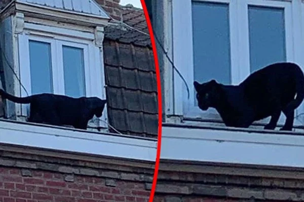 Çatı katında panter şoku