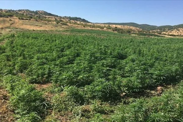 Diyarbakır'da 6 milyon 56 bin 586 kök Hint keneviri ele geçirildi