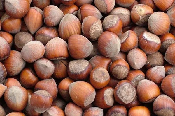 Fındık alım ödemeleri başladı