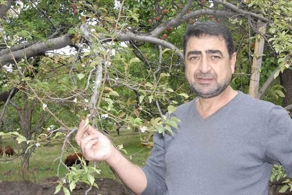 Havalara aldanan erikler sonbaharda çiçek açtı