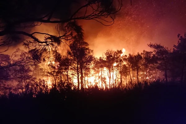 Muğla'da orman yangını