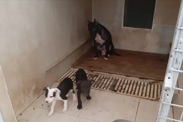 Pitbull besleyen kişiye 23 bin 406 lira ceza