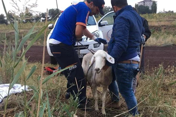 Rögar kuyusuna düşen koyunu AFAD kurtardı