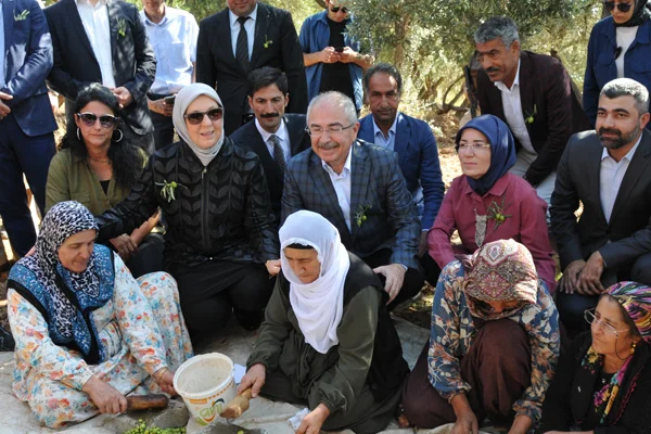 Derik zeytininin hasadı başladı
