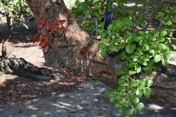 İzmir'de sakız ağacı hasadı: Kilosu 300 Euro
