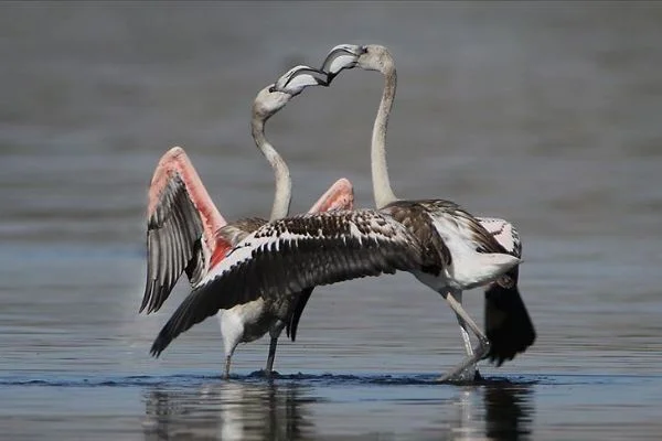 Van Gölü'ndeki flamingoların Afrika göçü başladı