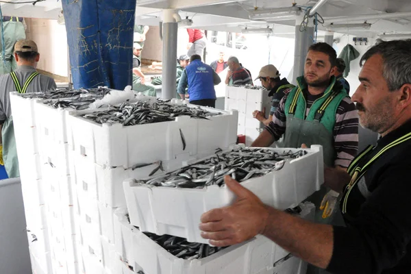 Batı Karadeniz'de hamsi bolluğu yüzleri güldürdü