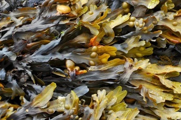 Deniz yosunundan Alzheimer ilacı üretildi