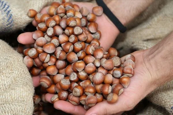 Dünya fındık üretiminin yüzde 25'ini Ordu yapıyor