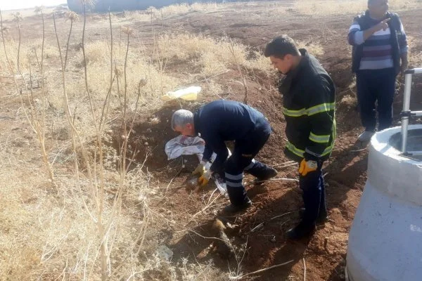 Mardin'de 5 yavru köpeği lağım çukuruna attılar
