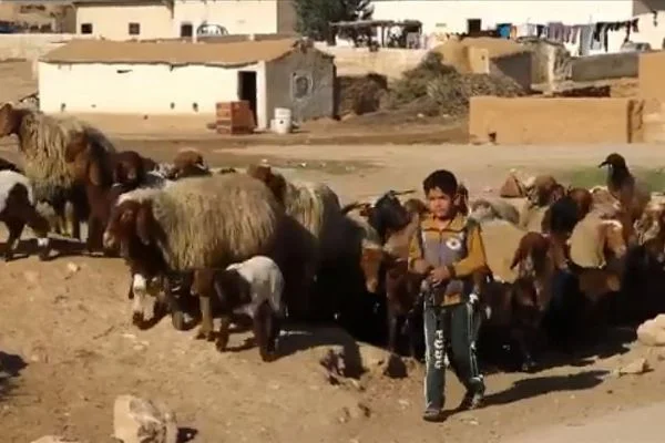 Barış Pınarı bölgesinde çocuklar terör baskısı olmadan okullarına gidiyor