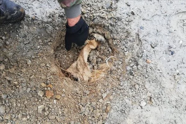 Bitlis'te PKK'lı teröristlerce köy yoluna döşenen 30 kilogram patlayıcı imha edildi