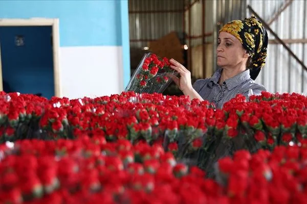 Çiçek sektörü ihracatta rekor kırdı