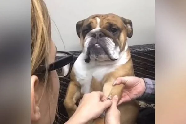 İğne yapılırken aşırı sakin olan köpek