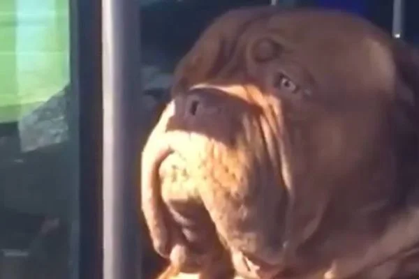 İlginç surat ifadeleriyle kameraya yakalanan köpeklerin gülümseten görüntüleri
