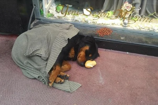 Kaldırımda yatan köpeği soğuktan korumak için üzerine hırka örttüler