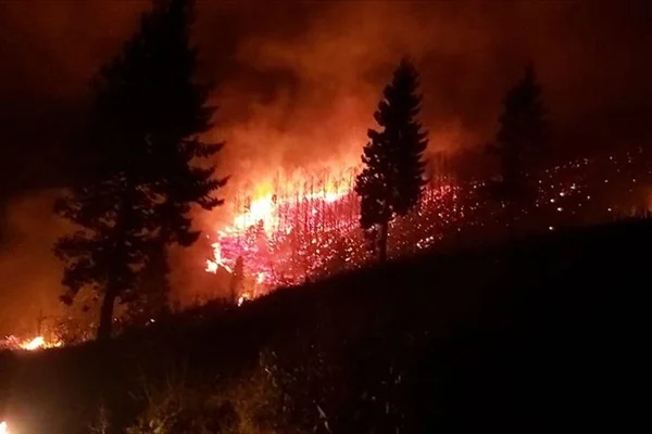 'Karadeniz'deki orman yangınlarında terör ve sabotaj yok'