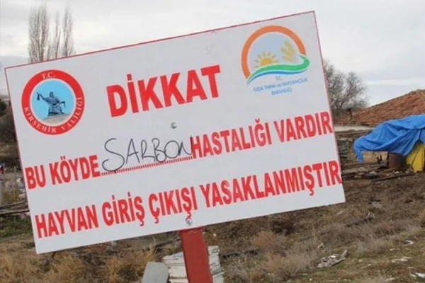 Kırşehir'de şarbon vakası: 28 hayvan telef oldu
