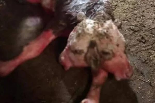 Kütahya'da çift başlı doğan buzağı görenleri hayrete düşürdü
