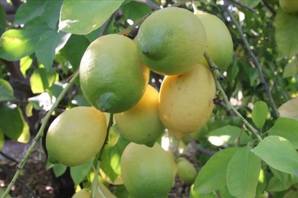 Limonda verim azaldı