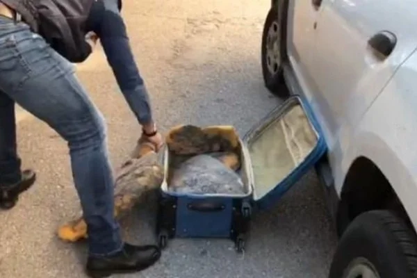 Mersin'de balina kusmuğu operasyonu