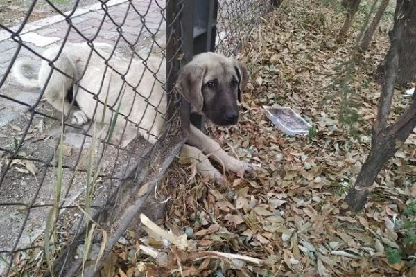 Minik köpeğin imdadına itfaiye ekipleri yetişti
