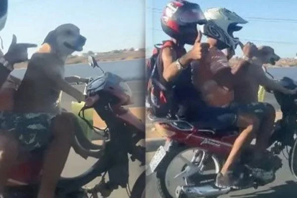 Motorsiklet süren köpek kamerada