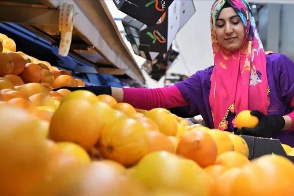 Narenciye ihracatından 560 milyon dolar gelir elde edildi