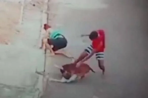 Pitbull çocuğa böyle saldırdı!