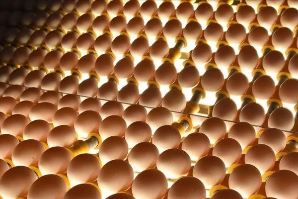 Yumurta üreticileri Arap pazarına yöneldi