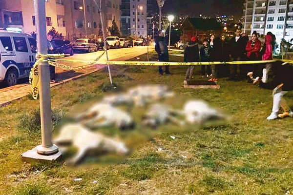 Ankara'daki köpek katliamına 10 yıl hapis
