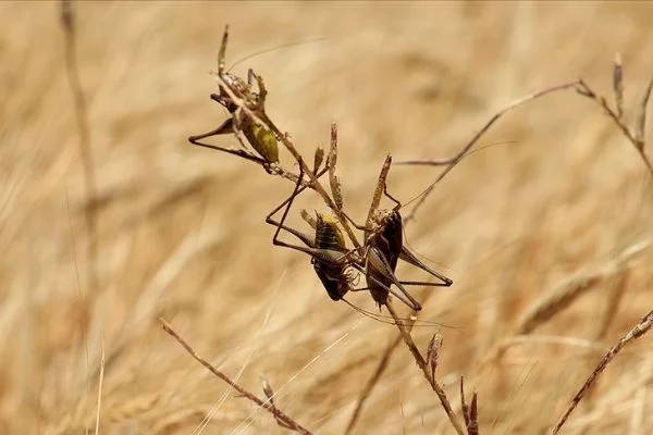 BM'den Doğu Afrika'daki çekirge istilası için uluslararası yardım çağrısı