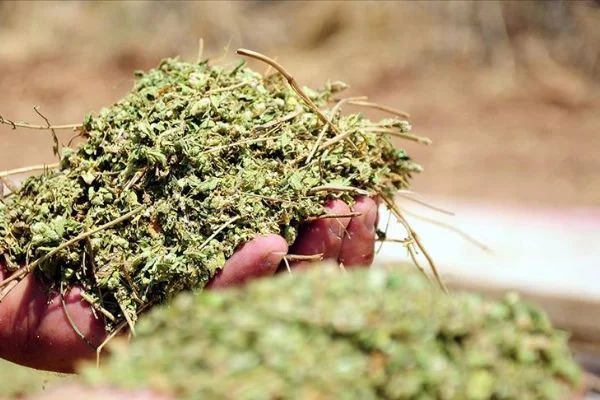 Denizli kekik üretiminde birinci sırada yer aldı